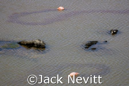 Flamingo Trails - Galapagos Islands by Jack Nevitt 