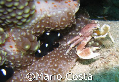 Porcelain Crab in anemone - Flic en Flac/Mauritius by Mario Costa 