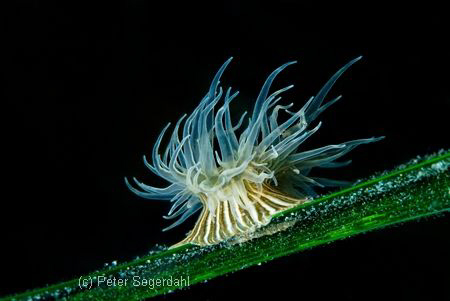 Sagartiogeton viduatus. Swedish west coast. by Peter Segerdahl 