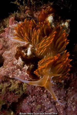 Nudibranch (Dondice banyulensis) shot in Sesimbra, Portug... by Joao Pedro Tojal Loia Soares Silva 