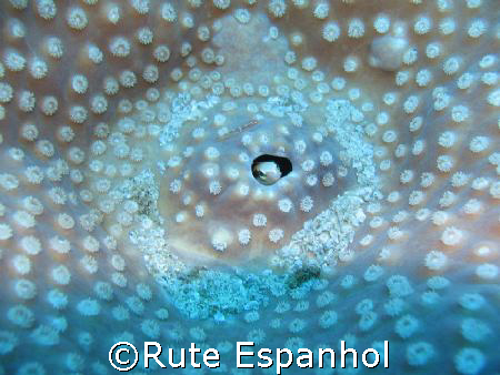 Goby - Taken in Flic en Flac - Mauritius by Rute Espanhol 