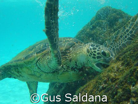 Green Sea Turtle, South Kohala Coast, Hawaii - 2007 AUG 06 by Gus Saldana 