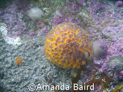 Sponge lifee taking at Rabbit island  on tauranga by Amanda Baird 