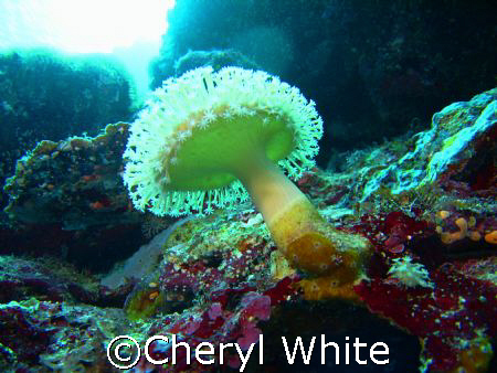 Solomon Islands August 2007. My first contest entry.Taken... by Cheryl White 
