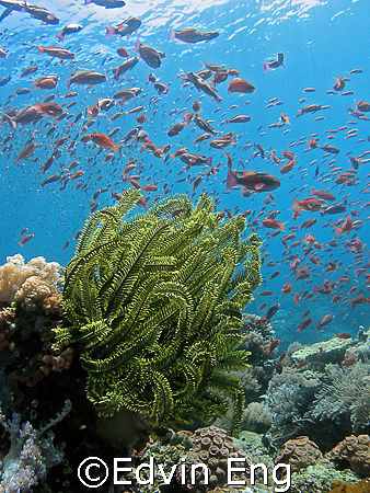 Star Of The Ocean! Taken in Anilao with Canon S80. by Edvin Eng 
