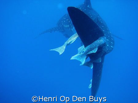 A whale shark during the safety stop in the Sea of Cortez... by Henri Op Den Buys 