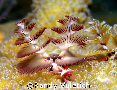 Christmas tree worm by Randy Vuletich 