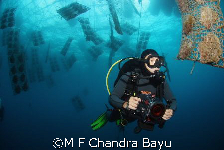 Menjangan by M F Chandra Bayu 