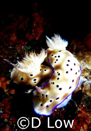Loving couple by D Low 
