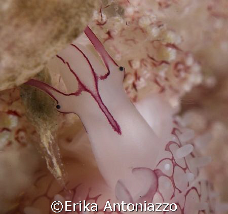 Little allied cowrie shell face. I never knew they had su... by Erika Antoniazzo 