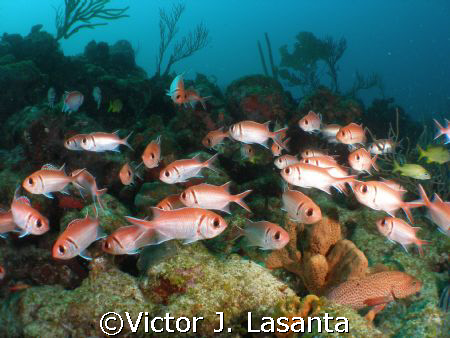 nice fish!!! at super bowl in parguera area!!! by Victor J. Lasanta 