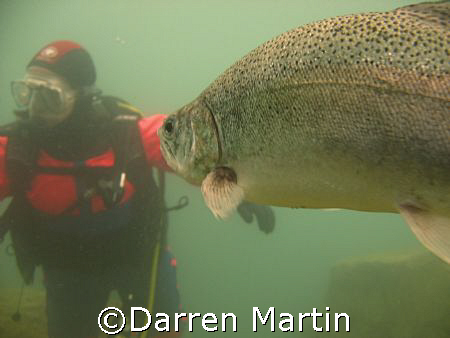 A trout looking at my Buddy Capernwray inland site uk Jul... by Darren Martin 
