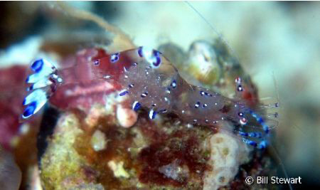 "Pepper and Salt Commensal Shrimp"  Photo taken during a ... by Bill Stewart 