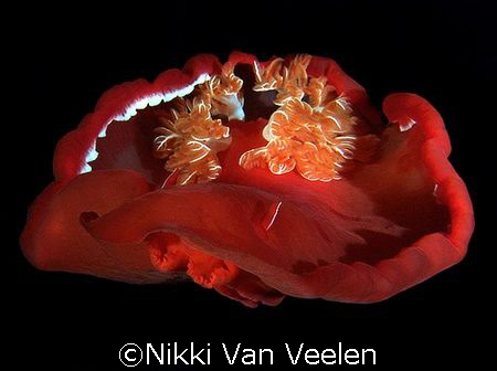 "gliding" spanish dancer taken at Ras Umm Sid on a night ... by Nikki Van Veelen 