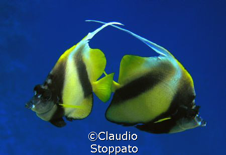 the dance by Claudio
 Stoppato 