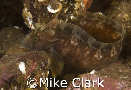 Yarrels Blenny by Mike Clark 