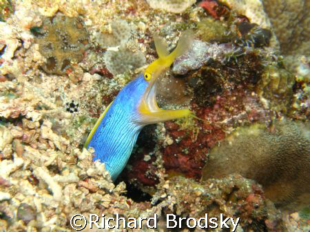 Ribbon eel (moray), Rhinomuraena quaesita by Richard Brodsky 