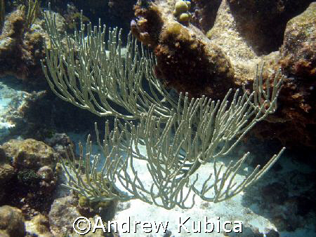 white corral in grand cayman by Andrew Kubica 