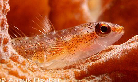 Many-host goby, Pleurosicya mossambica. Picture taken on ... by Anouk Houben 