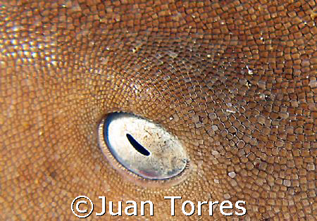 Nurse shark at St. Thomas, Us Vi.   by Juan Torres 