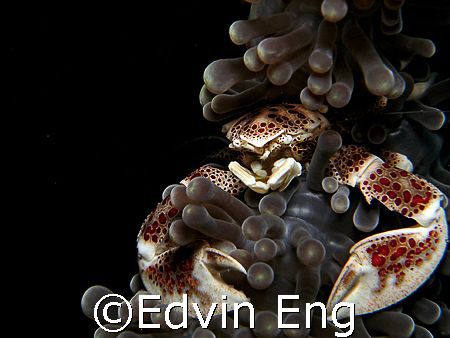 Strike A Pose! Taken in Anilao with Canon G7. by Edvin Eng 