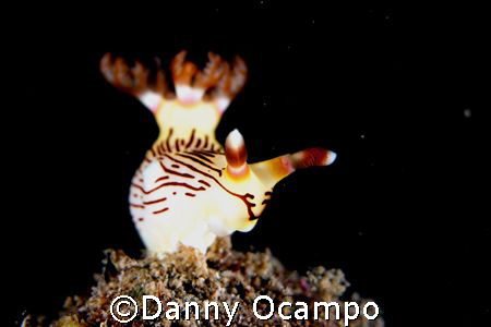 Nudi in Basura, Mabini, Batangas by Danny Ocampo 