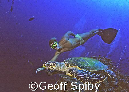 freediver and turtle by Geoff Spiby 