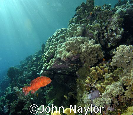 Fury shoals. by John Naylor 