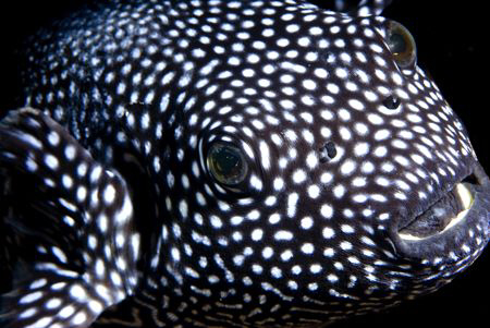 Inquisitive Spotted Puffer (Arothron meleagris).
Galapag... by Carlo Greco 