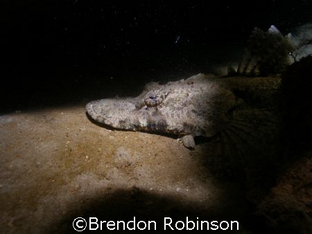 crocadile fish by Brendon Robinson 