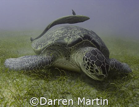 Turtle and Remora Marsa Abu Dabab by Darren Martin 