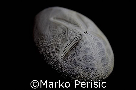 Patterns on a Sea Urchin by Marko Perisic 