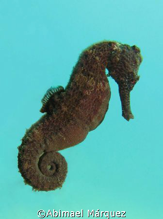 Seahorse, Crash Boat, Aguadilla, Puerto Rico by Abimael Márquez 