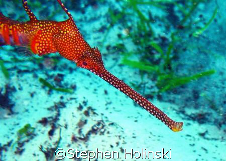 Face of a Dragon; Weedy Sea Dragon, taken in Bondi Beach,... by Stephen Holinski 