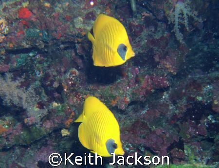 Pair of masked butterfly fish by Keith Jackson 