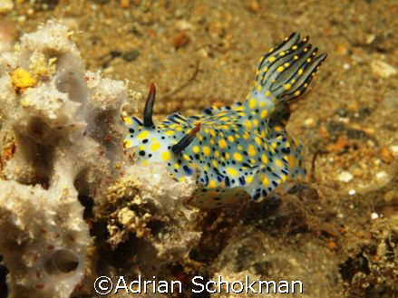 Colourful Beauty from Anilao Philippines - Olympus E-330 ... by Adrian Schokman 