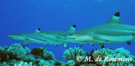 3 Black tip Sharks cruising in BoraBora Island (Haapiti) by Moeava De Rosemont 