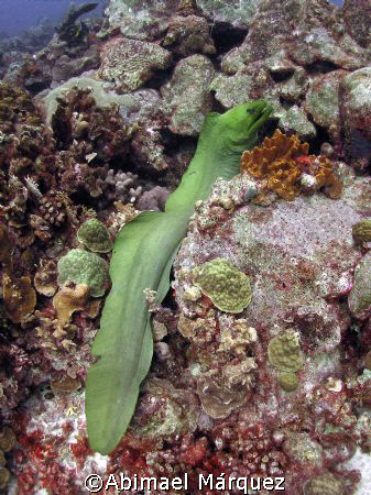Green Moray, Alice in Wonderland, Bonaire by Abimael Márquez 