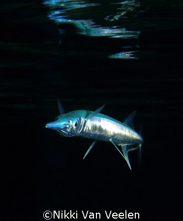 Red sea needlefish and reflection taken at Ras Umm Sid on... by Nikki Van Veelen 