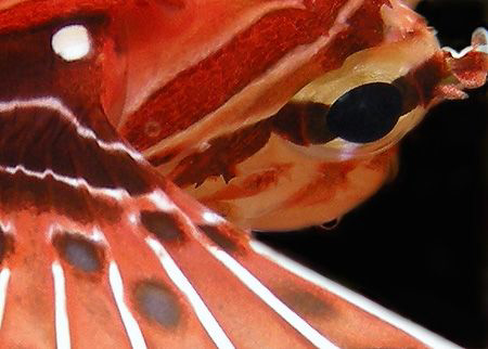 Lionfish by Martin Dalsaso 