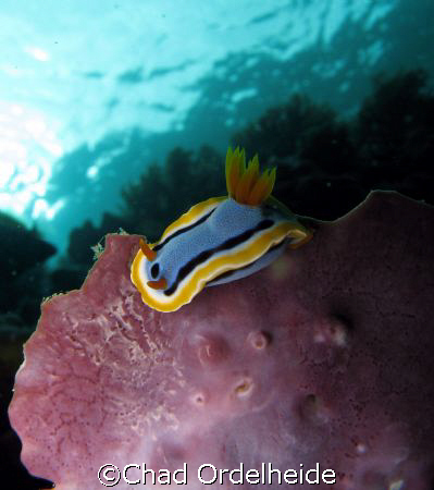 A nice Chromodoris nudibranch perched on a fan. by Chad Ordelheide 