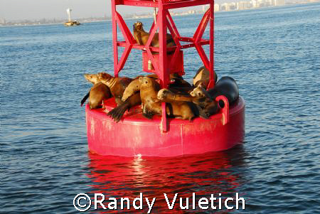 ''Sea Lion Condo.''   nikon D200 by Randy Vuletich 