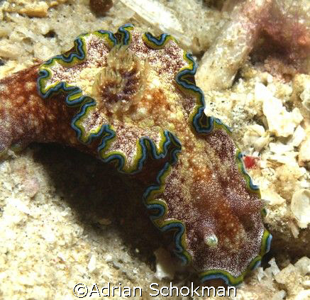 Anilao Philippines - Olympus E-330 + 50mm Macro Lens by Adrian Schokman 