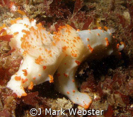 Large nudibranchs, San Juan Island by J Mark Webster 