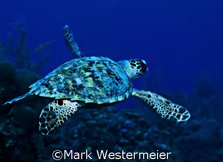 Heading Deep - Image taken in Cayman with a Nikonos V, 15... by Mark Westermeier 