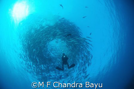 Jack fish - liberty Wreck, Tulamben by M F Chandra Bayu 
