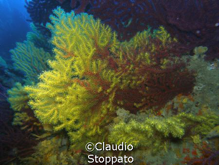 gorgonie secca di punta secca isole tremiti by Claudio
 Stoppato 