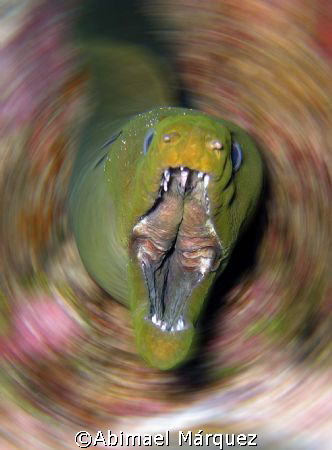 The Green Moray, Puerto Rico by Abimael Márquez 