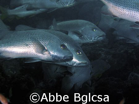 Snapping the Snappers? (or Jacks) At the Canyons, Puerto ... by Abbe Bglcsa 