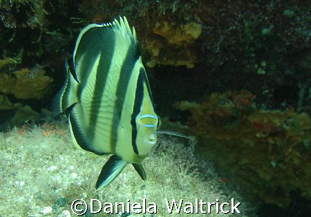 Peixe Borboleta by Daniela Waltrick 